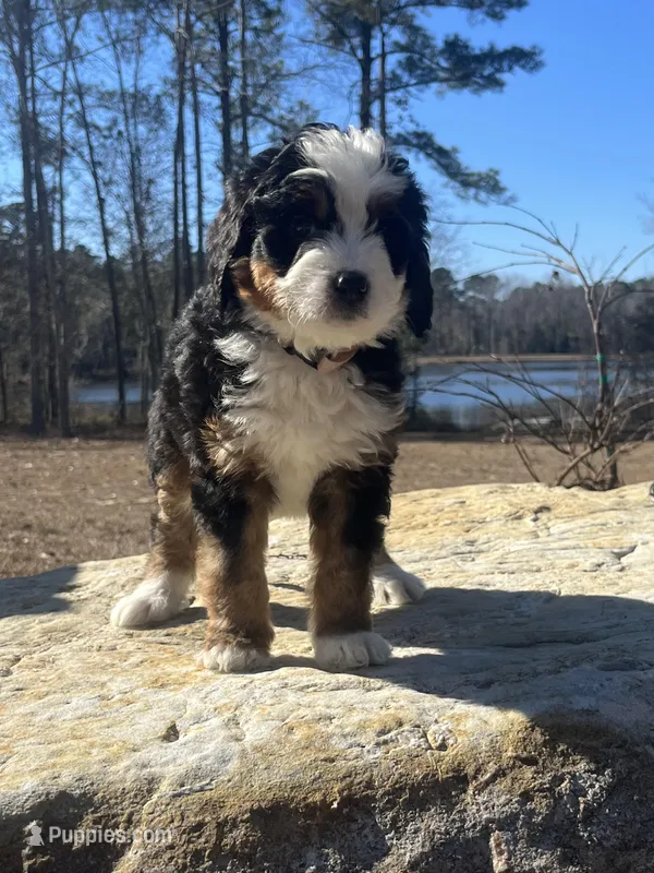 Princess (light pink collar)