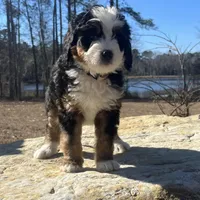 Princess (light pink collar), a female Bernedoodle for sale in Metter, GA – Photo 1 of 7