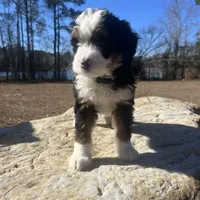 Missy(blue collar), a female Bernedoodle for sale in Metter, GA – Photo 3 of 6