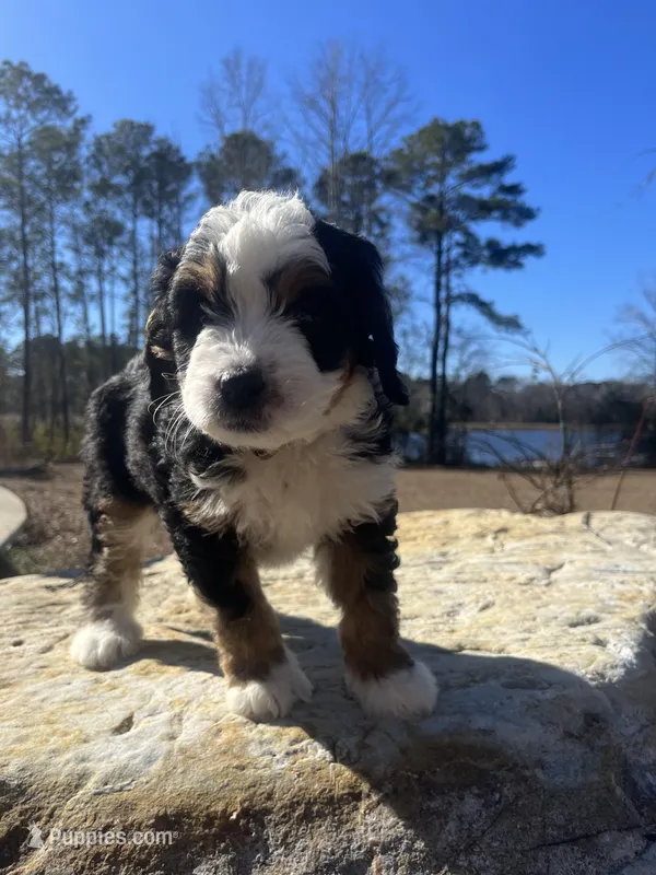 Coral (gold collar, female)