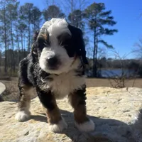 Coral (gold collar, female), a female Miniature Bernedoodle for sale in Metter, GA – Photo 1 of 5