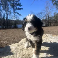 Missy(blue collar), a female Bernedoodle for sale in Metter, GA – Photo 1 of 6