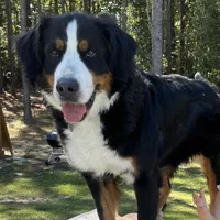 Missy(blue collar), a female Bernedoodle for sale in Metter, GA – Photo 5 of 6
