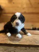 Crew (green collar), a male Bernedoodle for sale in Metter, GA – Photo 3 of 5