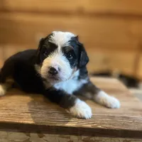 Skipper (red collar), a male Miniature Bernedoodle for sale in Metter, GA – Photo 1 of 3