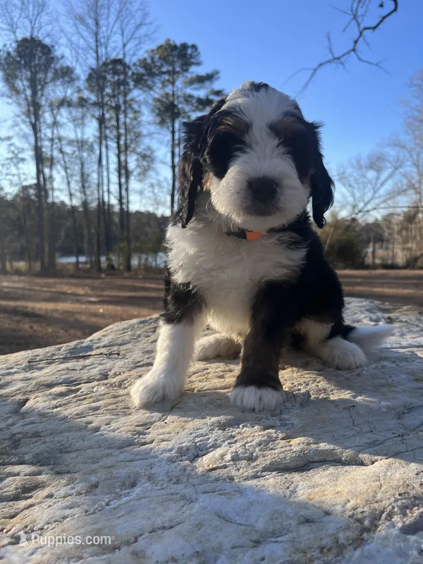 Captain (dark orange collar) – Miniature Bernedoodle puppy for sale in Metter, GA