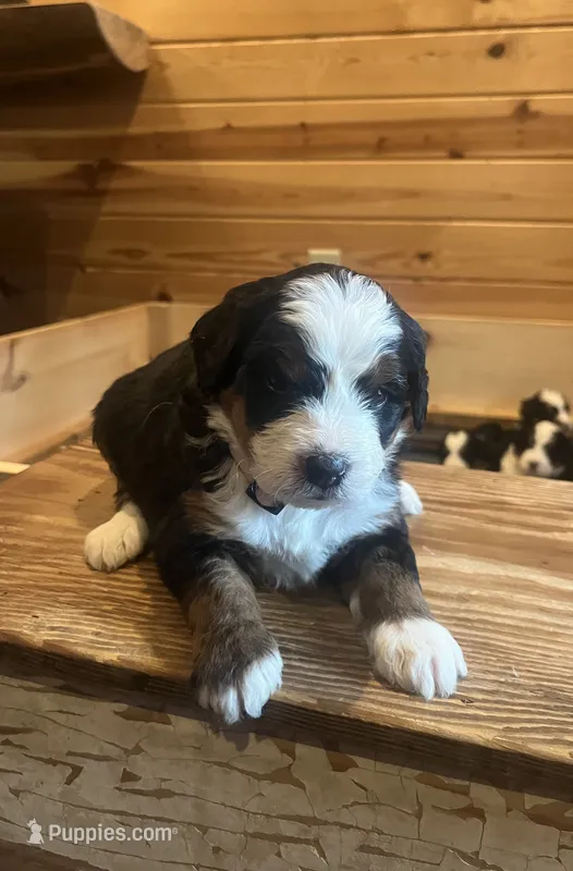 Princess (light pink collar)