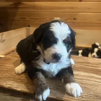 Princess (light pink collar), a female Bernedoodle for sale in Metter, GA – Photo 2 of 7