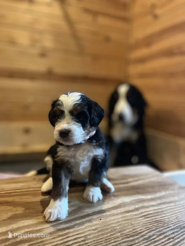 Marina (pink collar)