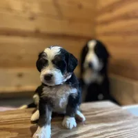 Marina (pink collar), a female Bernedoodle for sale in Metter, GA – Photo 1 of 3
