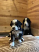 processed/8b431372-8c13-4187-8a8f-3bef72ead60a/listing/2d658322-12e3-414f-8cc2-4869b88c0703/1adb8a21-e9f0-473c-876b-3d61dd90bbf6