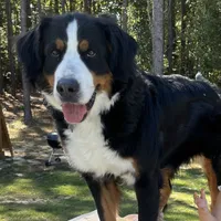 Marina (pink collar), a female Bernedoodle for sale in Metter, GA – Photo 2 of 3