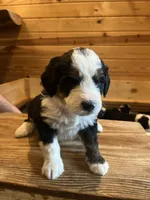 Captain (dark orange collar), a male Miniature Bernedoodle for sale in Metter, GA – Photo 2 of 4