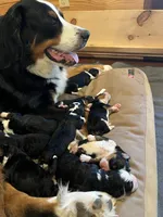Captain (dark orange collar), a male Miniature Bernedoodle for sale in Metter, GA – Photo 3 of 4