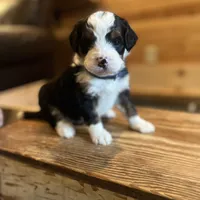 Missy(blue collar), a female Bernedoodle for sale in Metter, GA – Photo 4 of 6