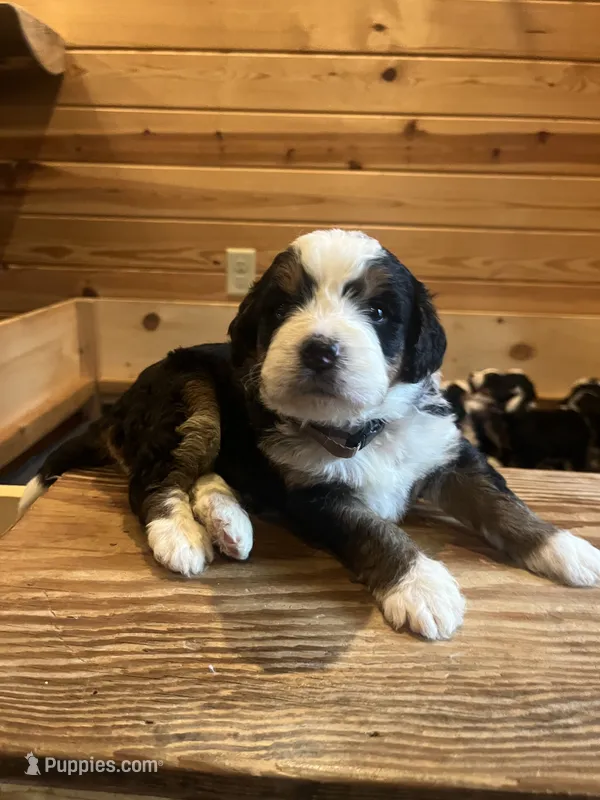 Coral (gold collar, female)