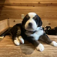 Coral (gold collar, female), a female Miniature Bernedoodle for sale in Metter, GA – Photo 2 of 5