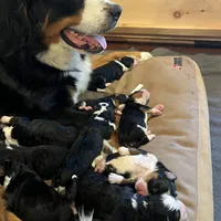 Coral (gold collar, female), a female Miniature Bernedoodle for sale in Metter, GA – Photo 4 of 5