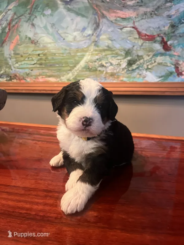 Sunshine (yellow collar)