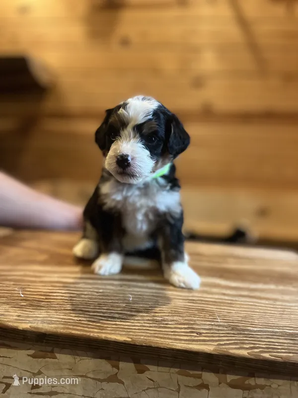 Isla ( lime green collar)