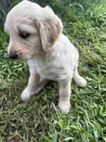 Happy , a female Goldendoodle for sale in Hilo, HI – 3 of 5