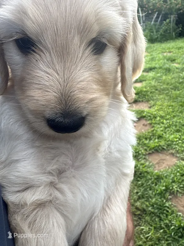 Happy  – Goldendoodle puppy for sale in Hilo, HI