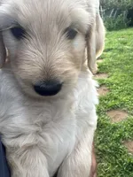 Happy , a female Goldendoodle for sale in Hilo, HI – 1 of 5