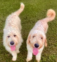 Kulakai , a male Goldendoodle for sale in Hilo, HI – 2 of 5