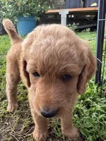 Happy too, a male Goldendoodle for sale in Hilo, HI – 2 of 5