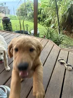 Kulakai , a male Goldendoodle for sale in Hilo, HI – 4 of 5