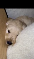 Happy , a female Goldendoodle for sale in Hilo, HI – 2 of 5