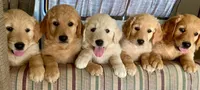 Happy too, a male Goldendoodle for sale in Hilo, HI – 4 of 5