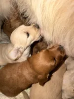Happy too, a male Goldendoodle for sale in Hilo, HI – 5 of 5