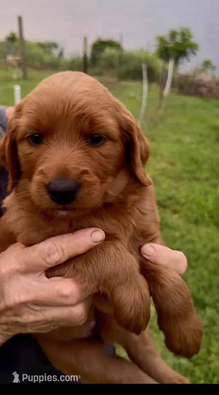 Happy too – Goldendoodle puppy for sale in Hilo, HI