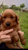 Happy too, a male Goldendoodle for sale in Hilo, HI – 1 of 5