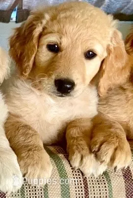 Kulakai  – Goldendoodle puppy for sale in Hilo, HI