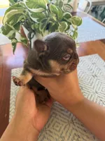 Macchiato , a male French Bulldog for sale in Granger, WA – 4 of 4