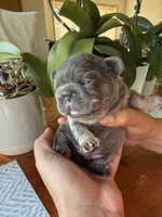 Torta, a male French Bulldog for sale in Granger, WA – 1 of 4