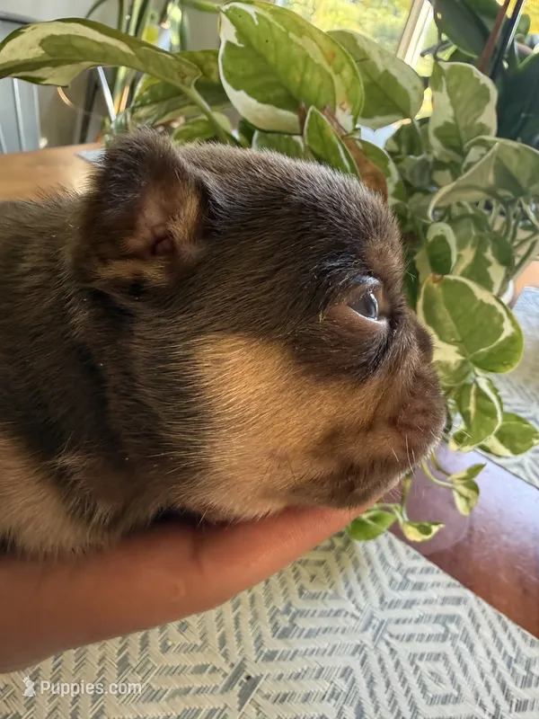 Macchiato  – French Bulldog puppy for sale in Granger, WA