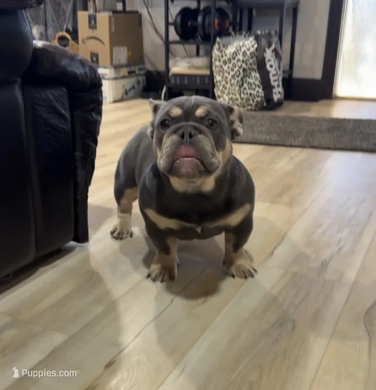 Aquamarina, a female English Bulldog for sale in Granger, WA – 1 of 8