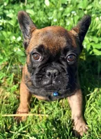  Blackened, a male French Bulldog for sale in Granger, WA – 1 of 3