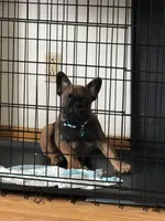  Blackened, a male French Bulldog for sale in Granger, WA – 2 of 3