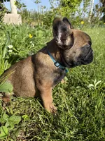  Blackened, a male French Bulldog for sale in Granger, WA – 3 of 3