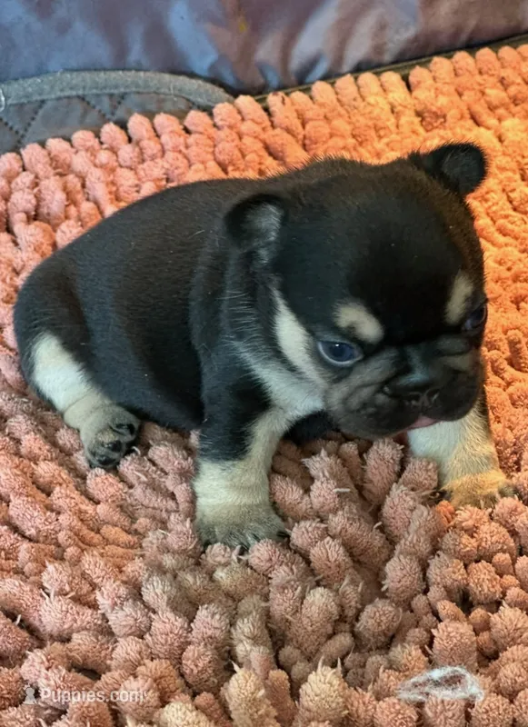 Shawty bae , a male French Bulldog for sale in Granger, WA – 1 of 4