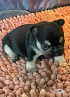 Shawty bae , a male French Bulldog for sale in Granger, WA – 1 of 4