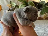 Torta, a male French Bulldog for sale in Granger, WA – 3 of 4