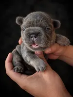 Torta, a male French Bulldog for sale in Granger, WA – 2 of 4