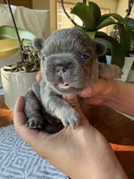 Torta, a male French Bulldog for sale in Granger, WA – 4 of 4
