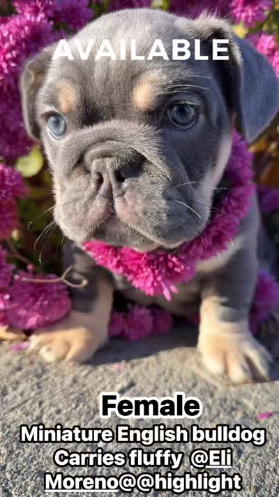 Aquamarina, a female English Bulldog for sale in Granger, WA – 8 of 8