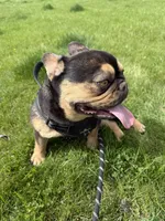 Shawty bae , a male French Bulldog for sale in Granger, WA – 3 of 4